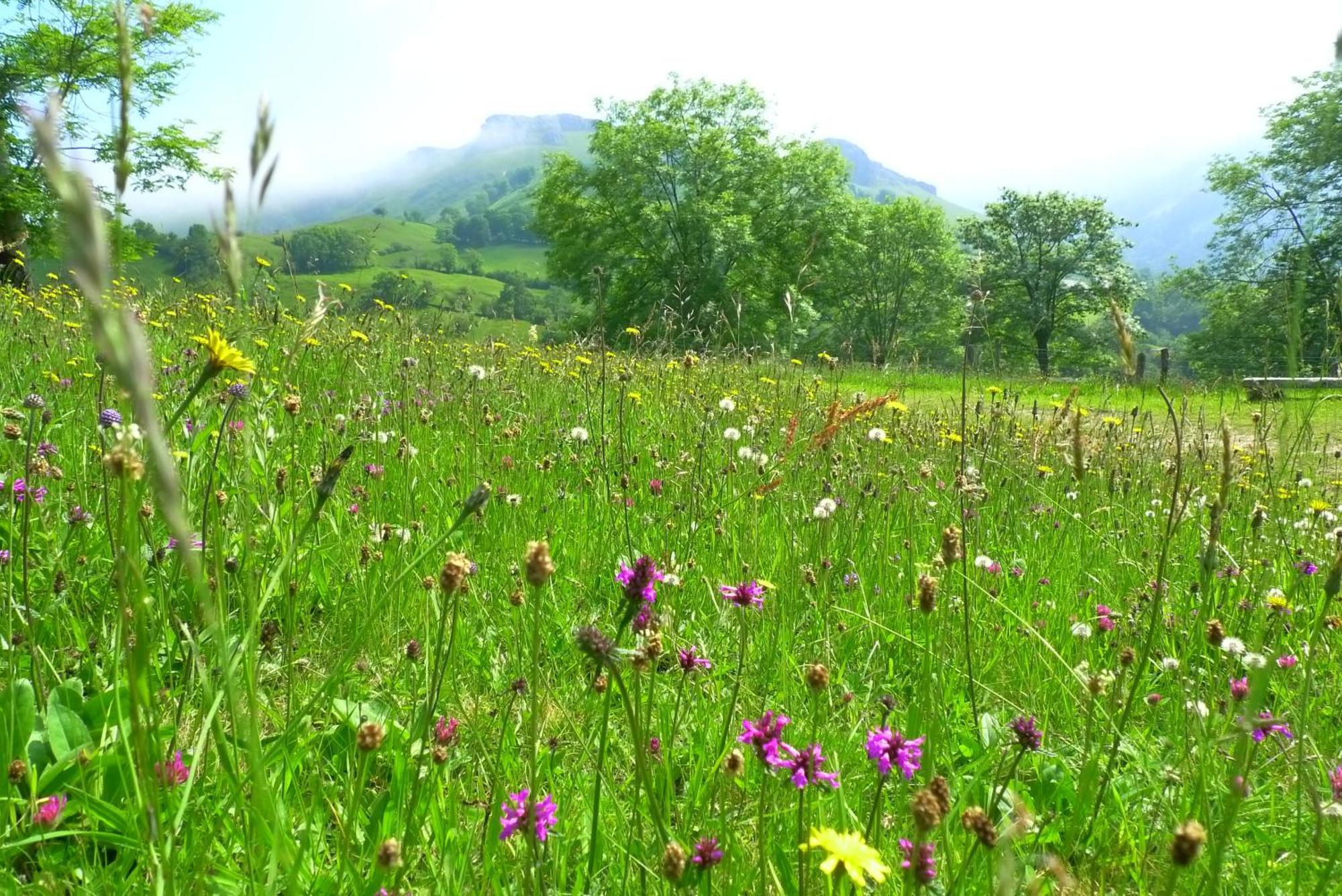 La Pasiega San Roque de Ríomiera Zewnętrze zdjęcie